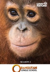 Orangutan Jungle School - Season 2