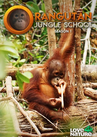 Orangutan Jungle School - Season 1