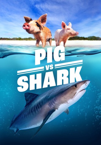 Pig vs. Shark