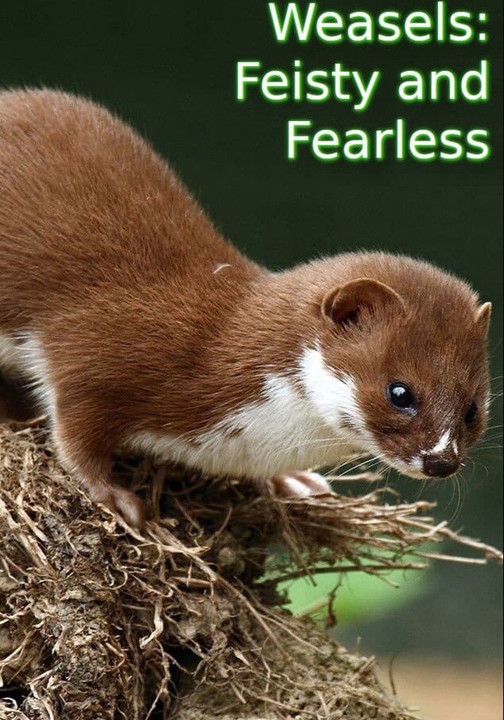 Weasels: Feisty and Fearless