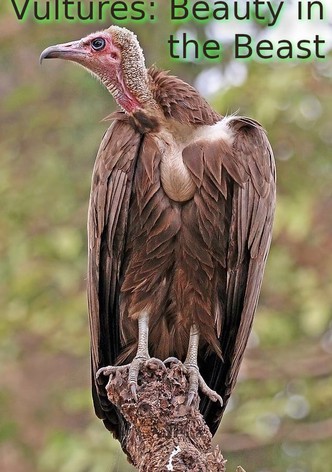 Vultures: Beauty in the Beast