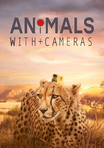 Animals with Cameras, Season 2