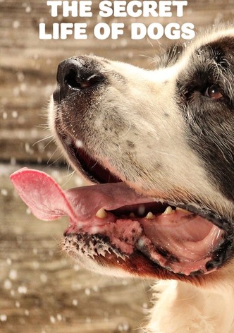 The Secret Life of Dogs