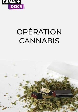 Opération Cannabis
