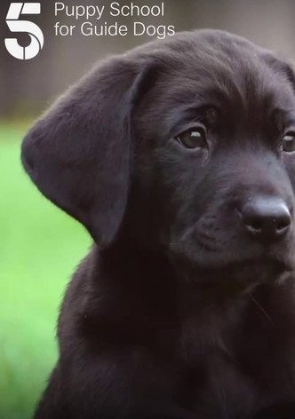 Puppy School for Guide Dogs