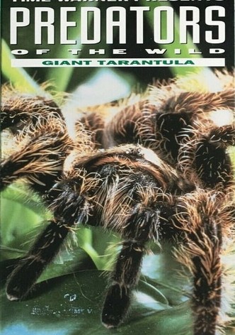 Predators of the Wild: Giant Tarantula