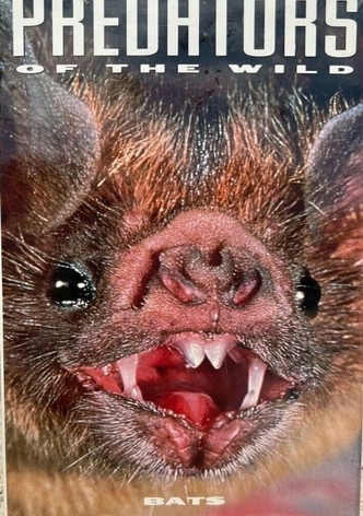 Predators of the Wild: Bats