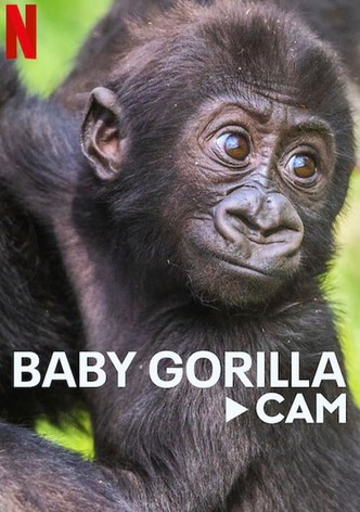 Baby Gorilla Cam