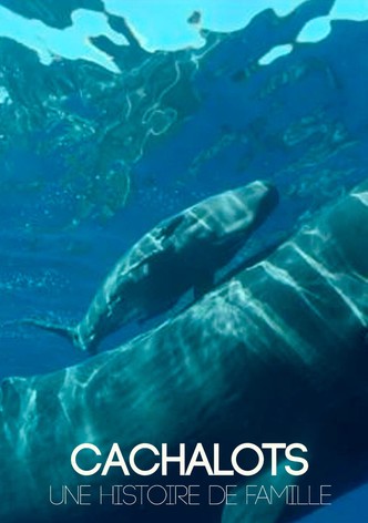 Cachalots, une histoire de famille