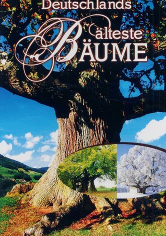 Deutschlands älteste Bäume