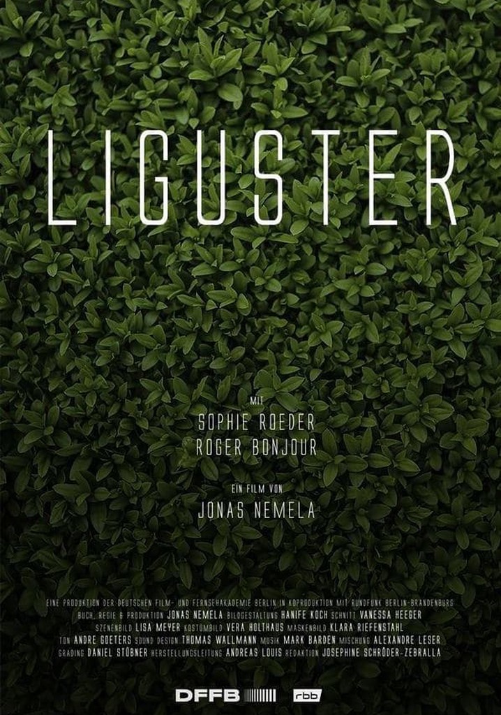 Liguster