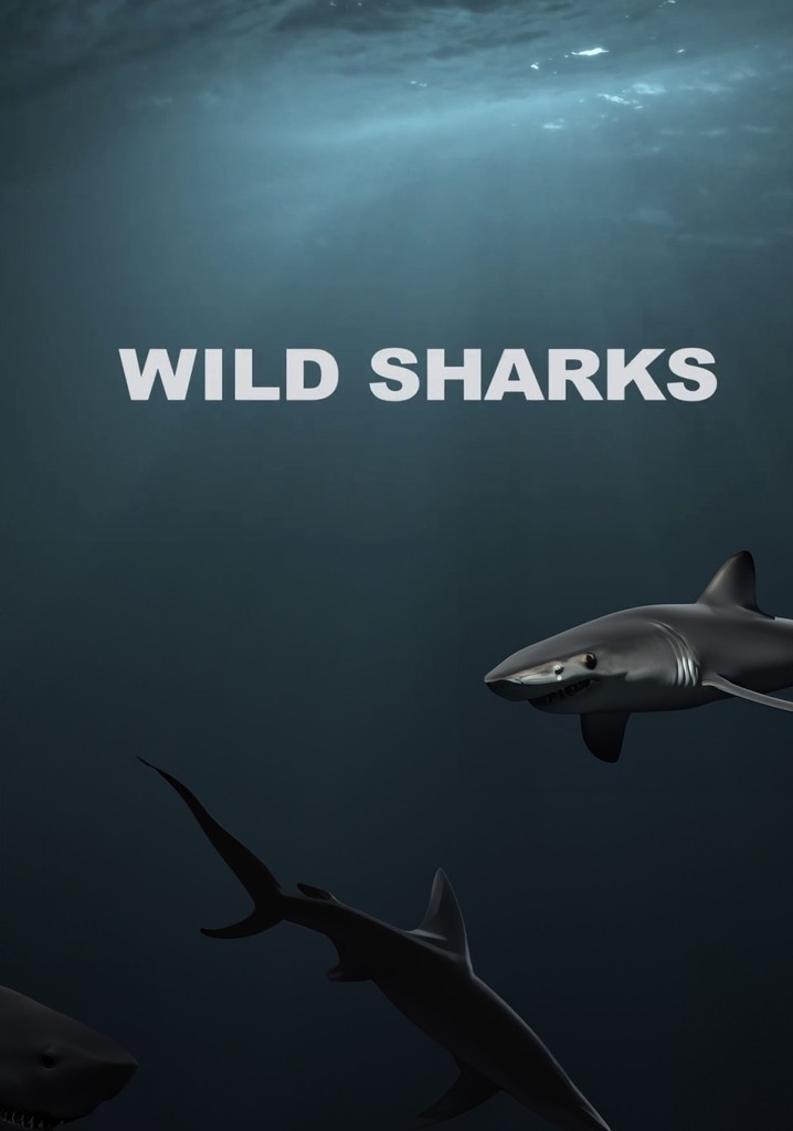 Wild Sharks streaming: where to watch movie online?