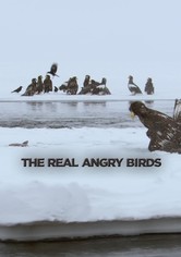The Real Angry Birds
