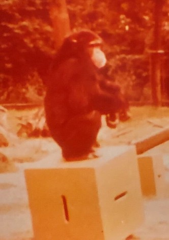 Zielgerichtetes Handeln bei Menschenaffen