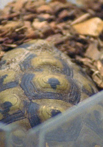 Testudo Hermanni