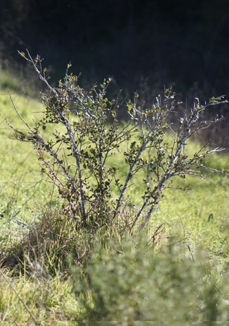 Shrub Oak