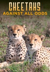 Cheetahs Against All Odds