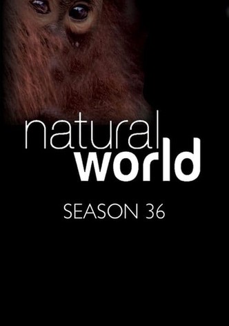 Natural World streaming tv show online