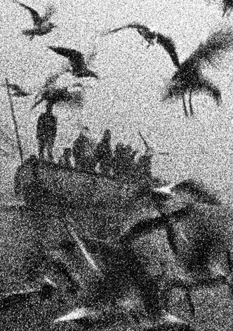 The Birds
