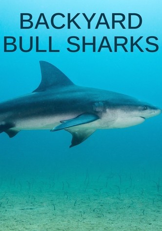 Backyard Bull Sharks