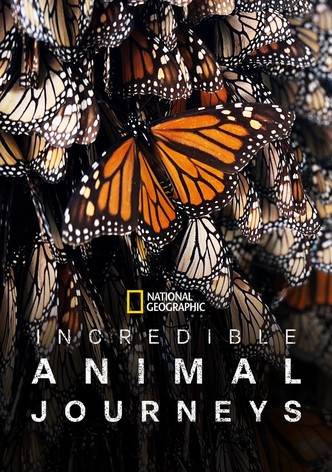 Incredible Animal Journeys