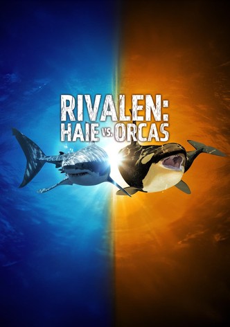 Rivalen: Haie vs. Orcas