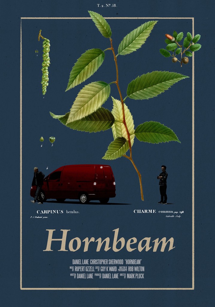 Hornbeam