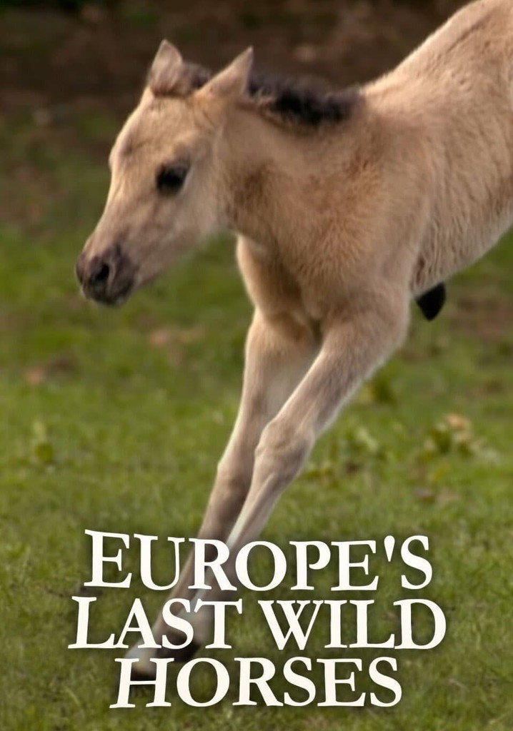 Europe's Last Wild Horses