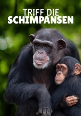 Triff die Schimpansen