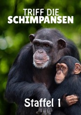 Triff die Schimpansen - Staffel 1