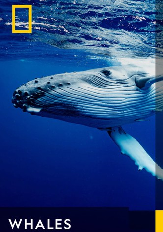 Whales