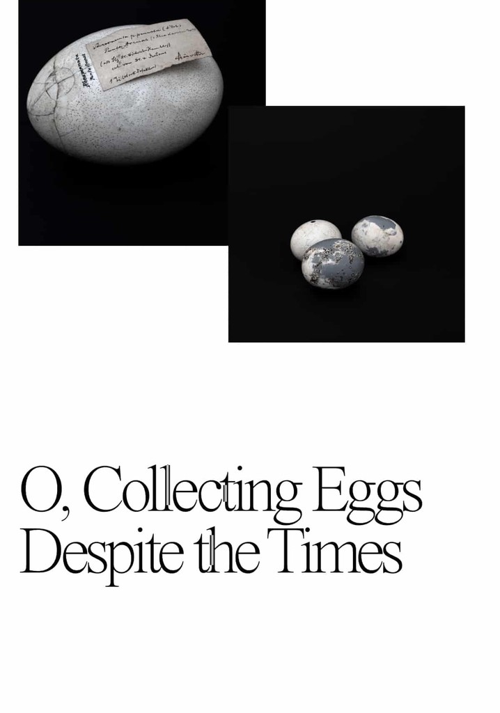 O, Collecting Eggs Despite the Times