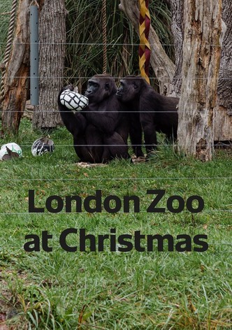 London Zoo at Christmas
