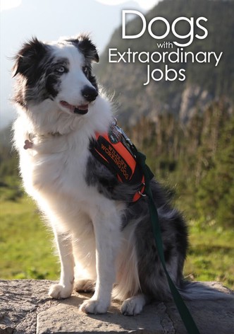 Dogs with Extraordinary Jobs