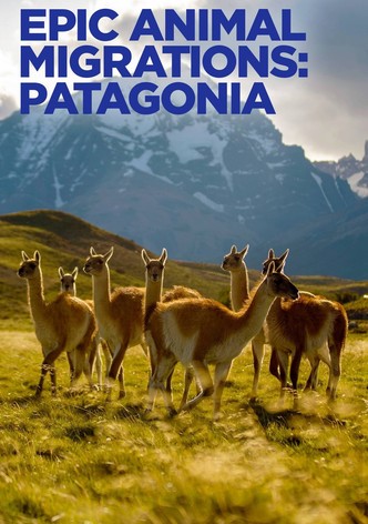 Migraciones animales épicas: La Patagonia