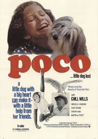 Poco… Little Dog Lost