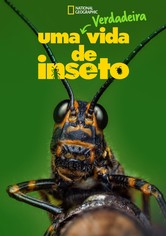 Uma Verdadeira Vida de Inseto
