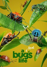 "A Real Bug's Life"