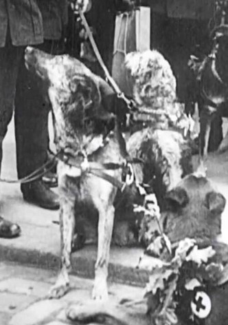 Red Cross Dogs
