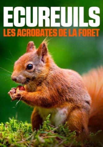 Ecureuils, les acrobates de la forêt