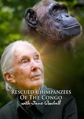 Schimpansen im Kongo mit Jane Goodall