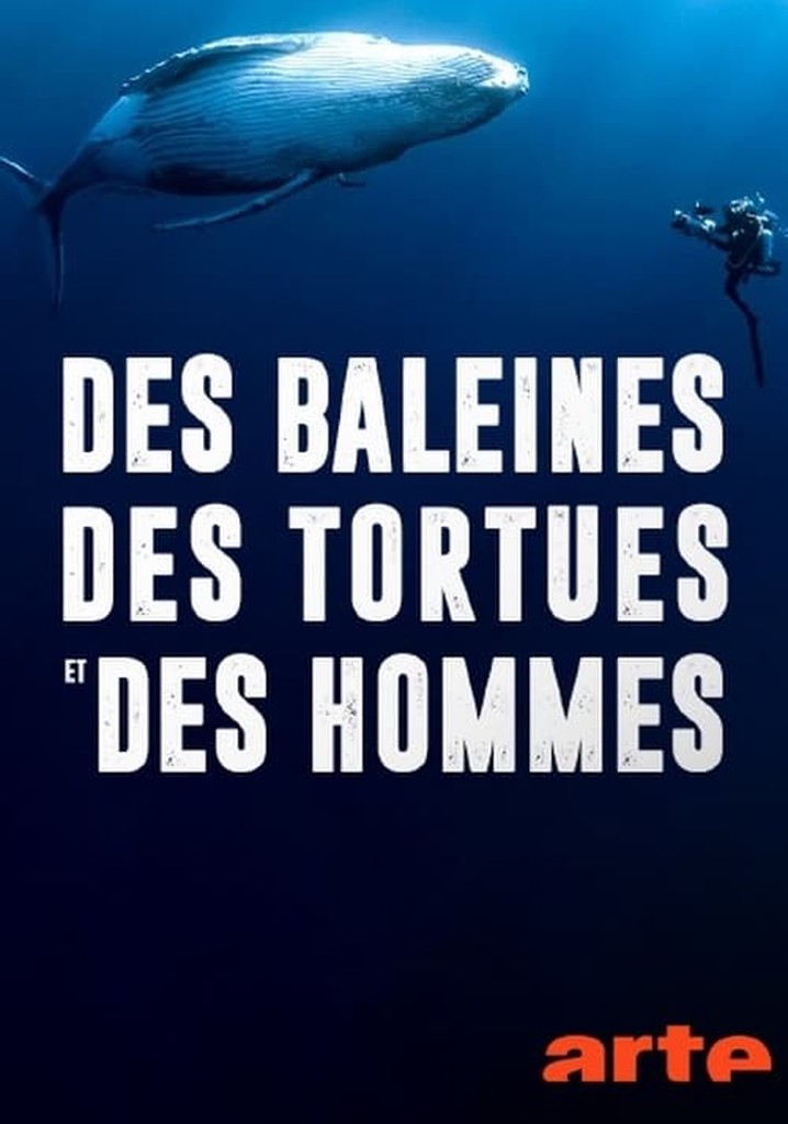 Des tortues et des hommes