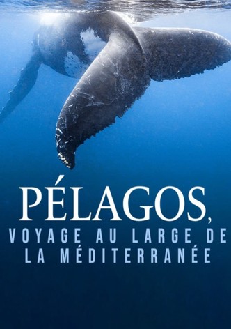 Pélagos, voyage au large de la Méditerranée