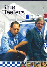 Blue Heelers