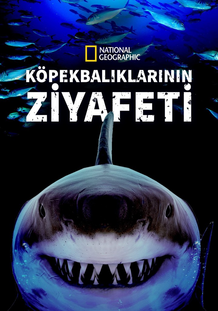 Köpekbalıklarının Ziyafeti