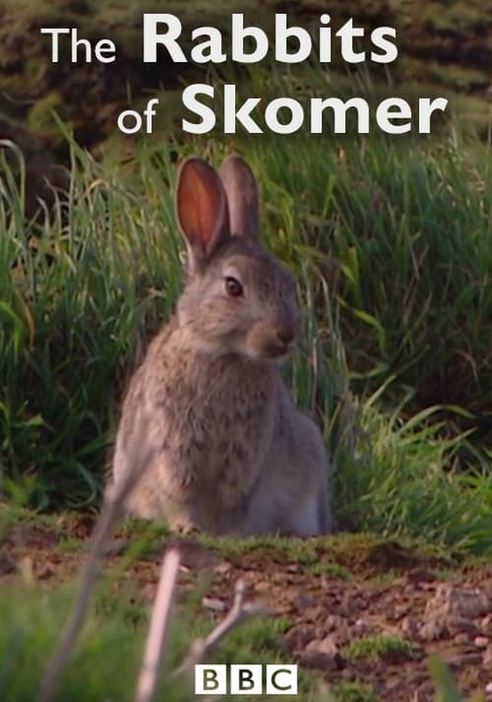 The Rabbits of Skomer