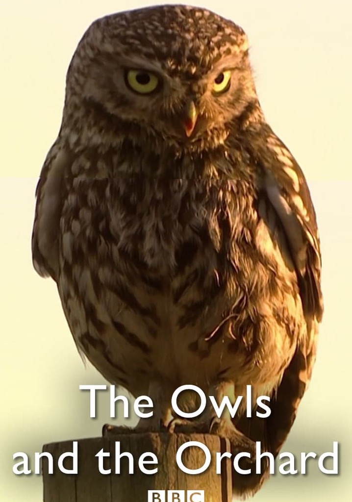 The Owls and the Orchard