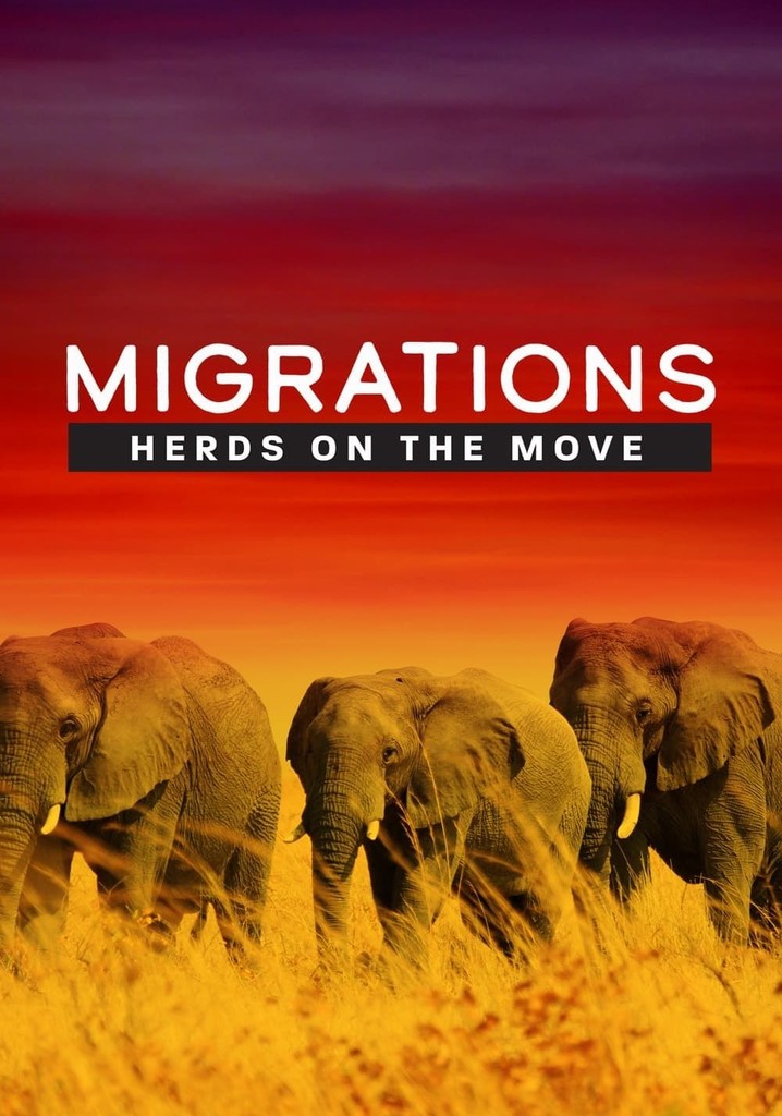 Migrations: Herds on the Move