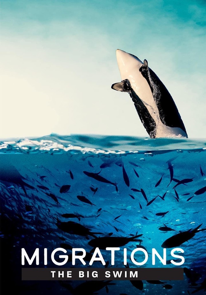 Migrations: The Big Swim