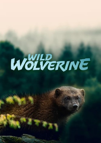 Wild Wolverine